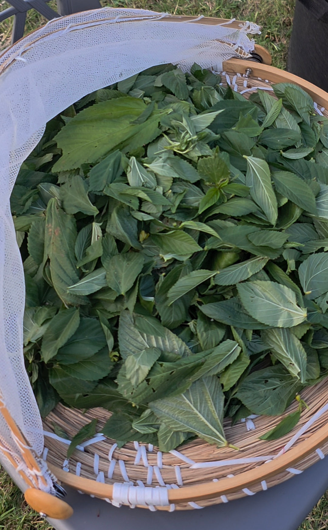 Molokhia- ملوخيه (خضره)