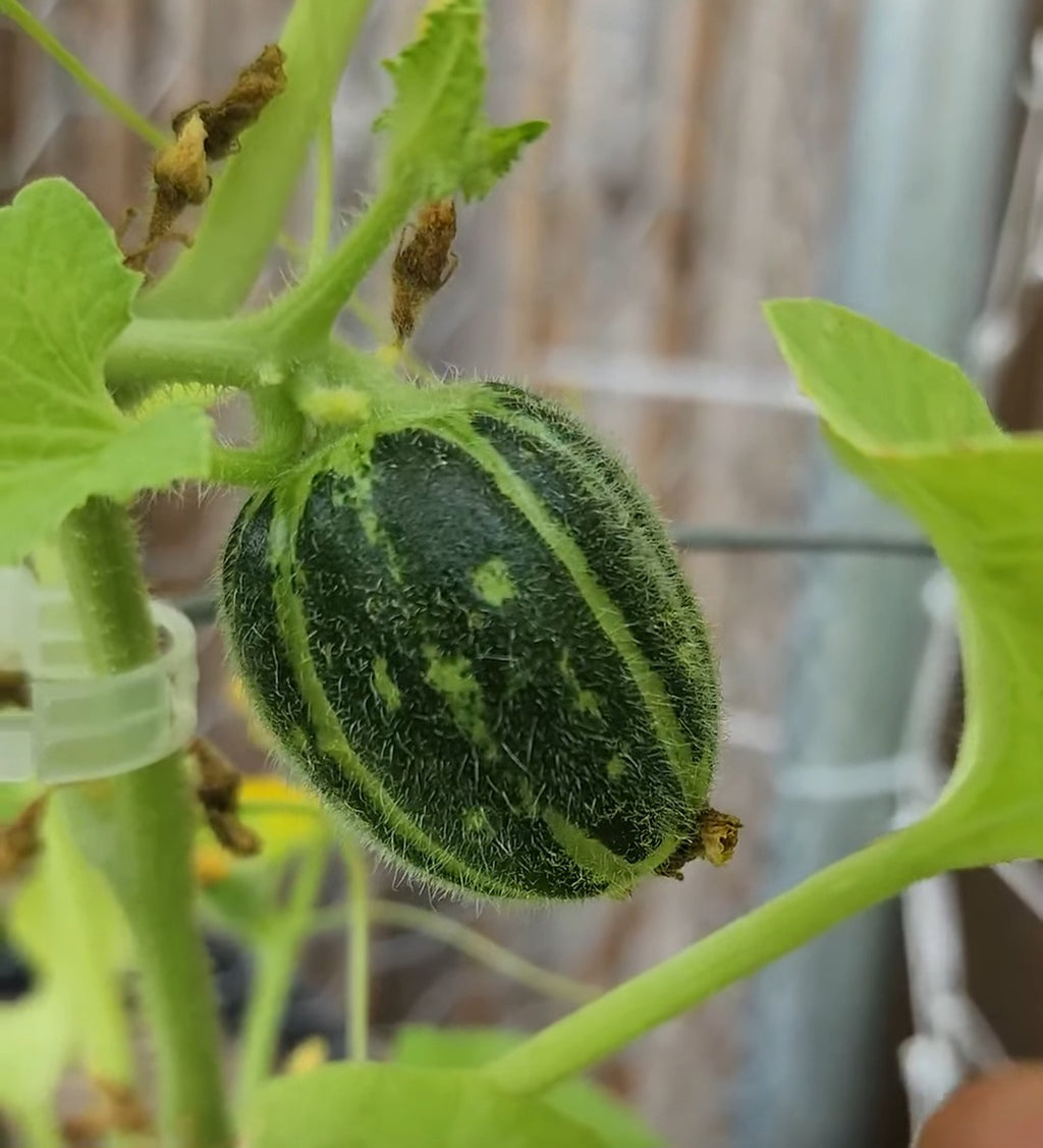 Carosello Tondo Massafra Cucumber Melon Seeds
