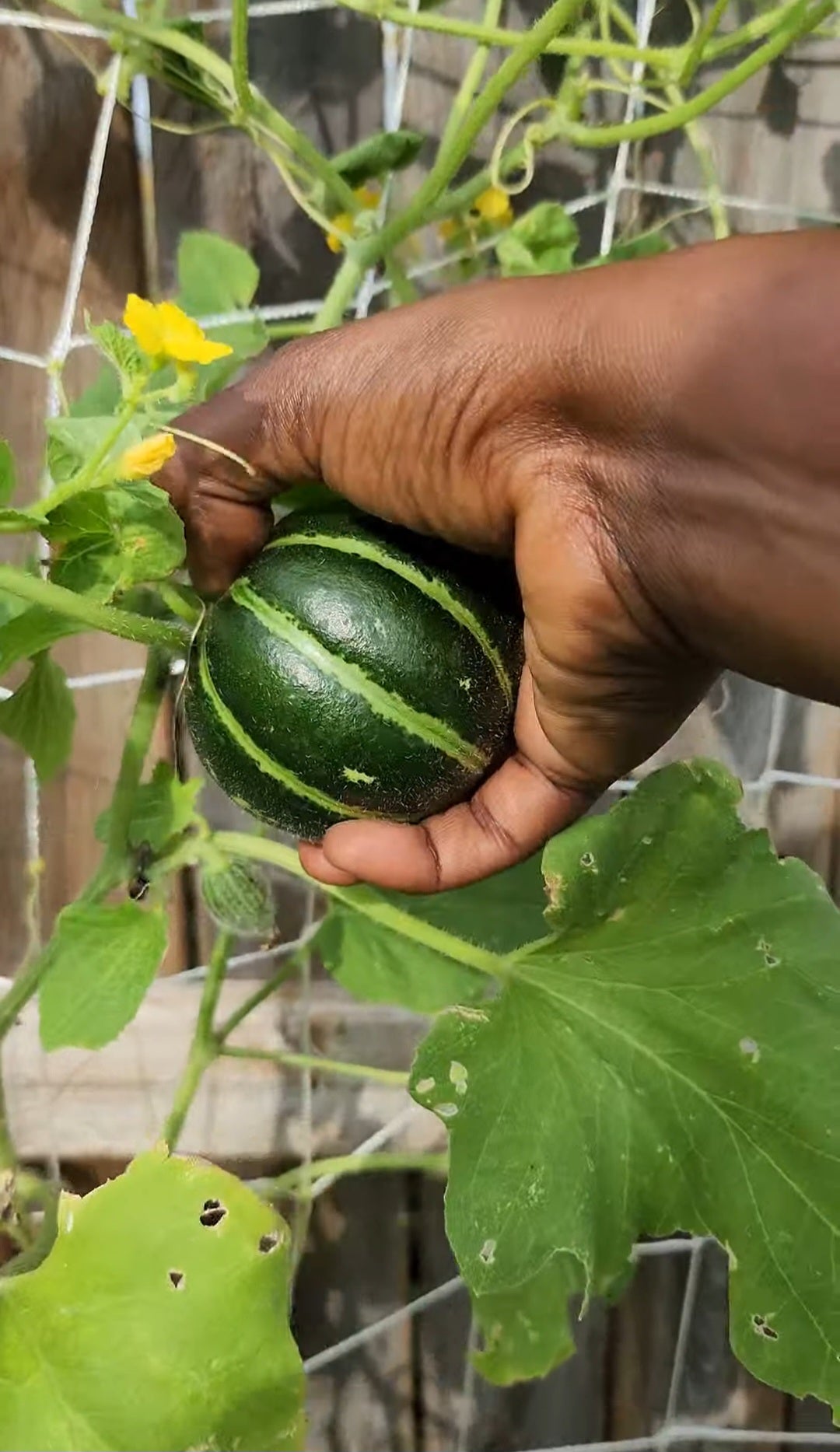 Carosello Tondo Massafra Cucumber Melon Seeds