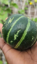 Carosello Tondo Massafra Cucumber Melon Seeds