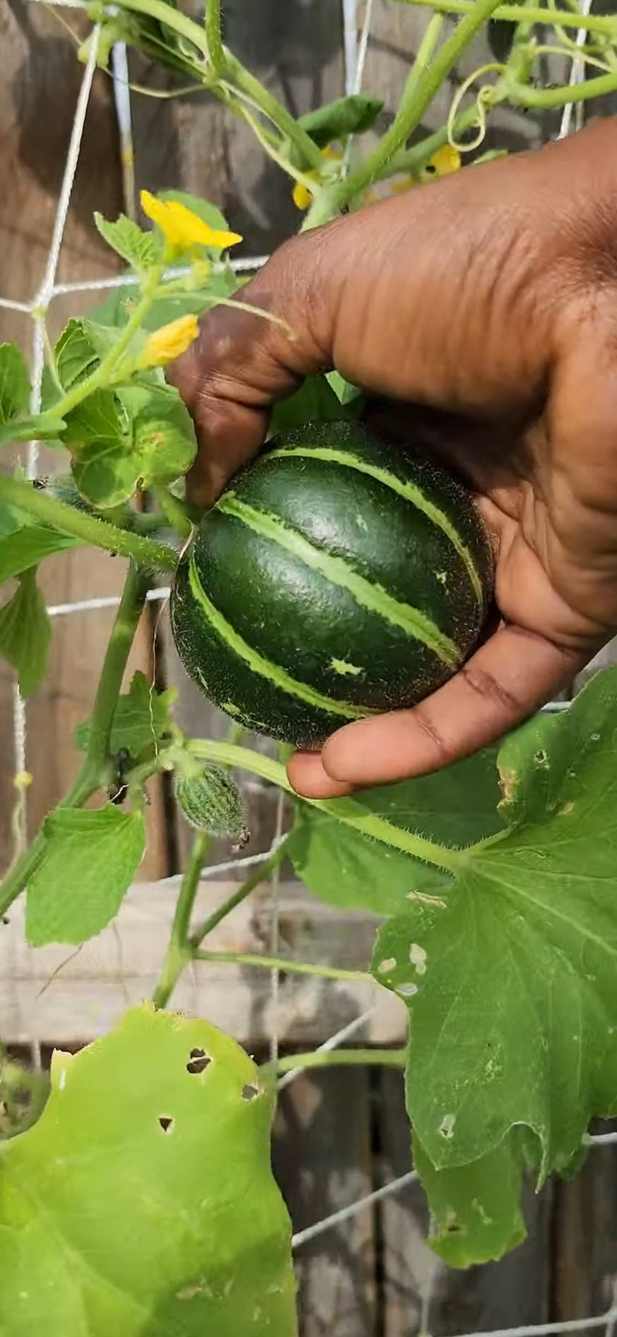 Carosello Tondo Massafra Cucumber Melon Seeds