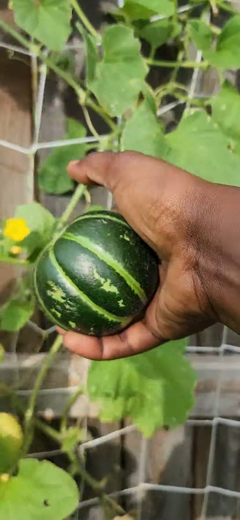 Carosello Tondo Massafra Cucumber Melon Seeds