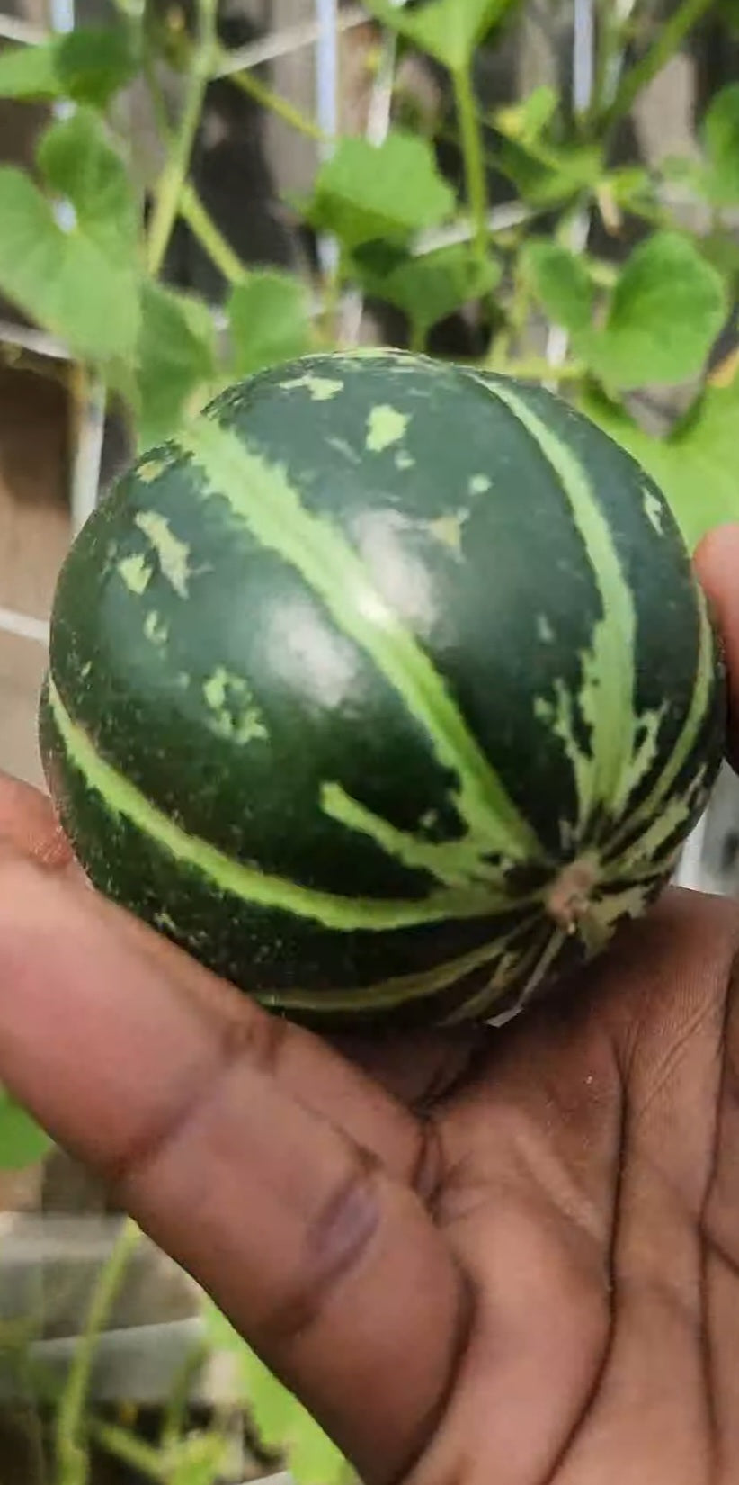 Carosello Tondo Massafra Cucumber Melon Seeds