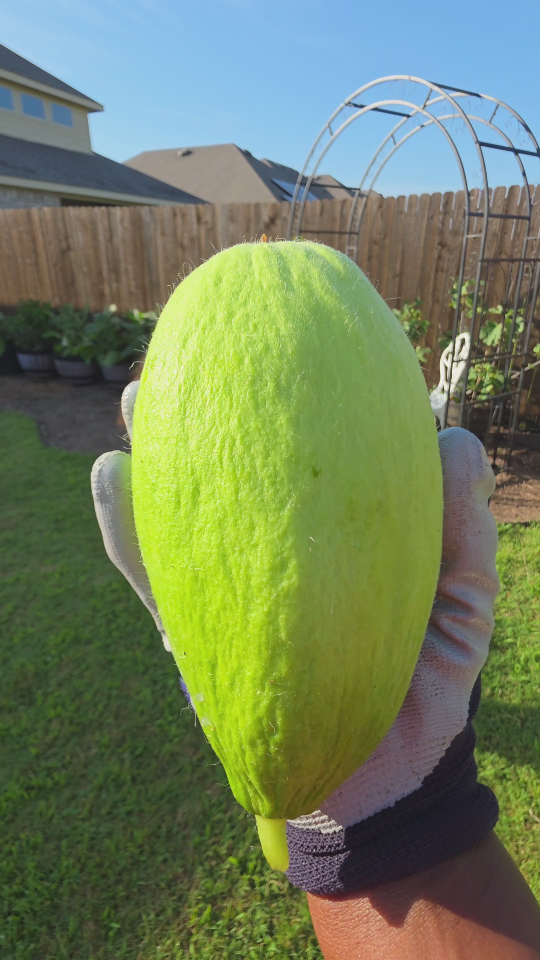 Carosello Fasano (Cianciuffo) Cucumber Melon Seeds