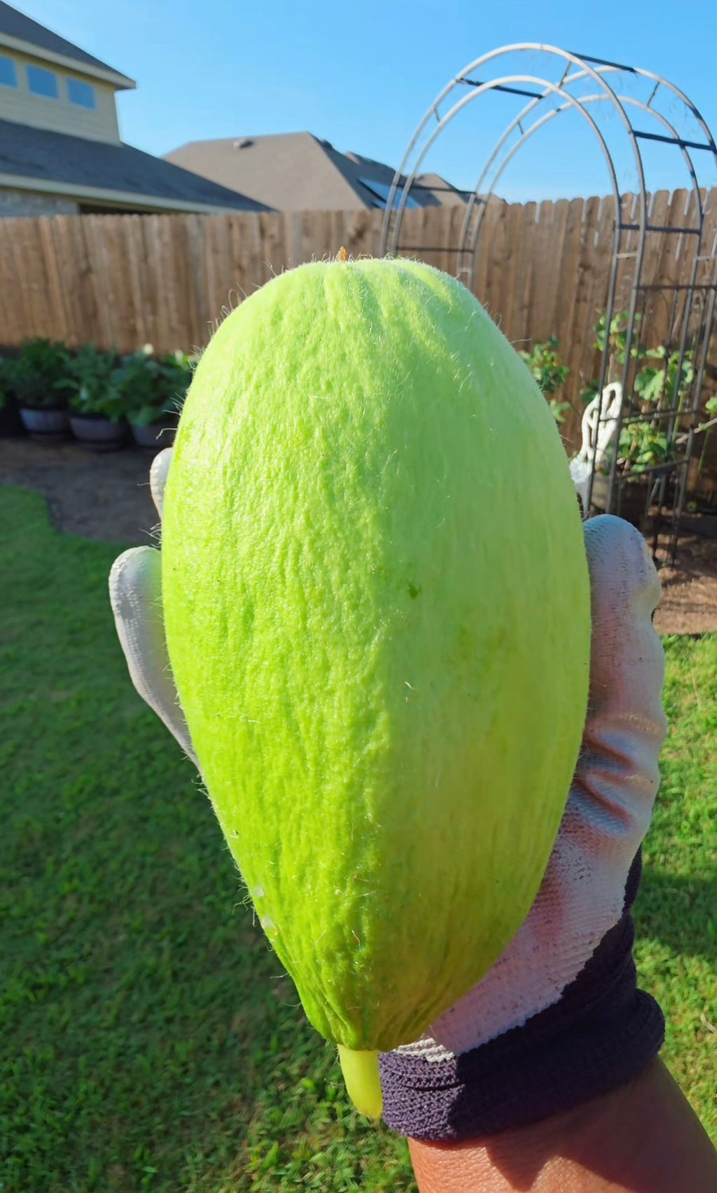 Carosello Fasano (Cianciuffo) Cucumber Melon Seeds