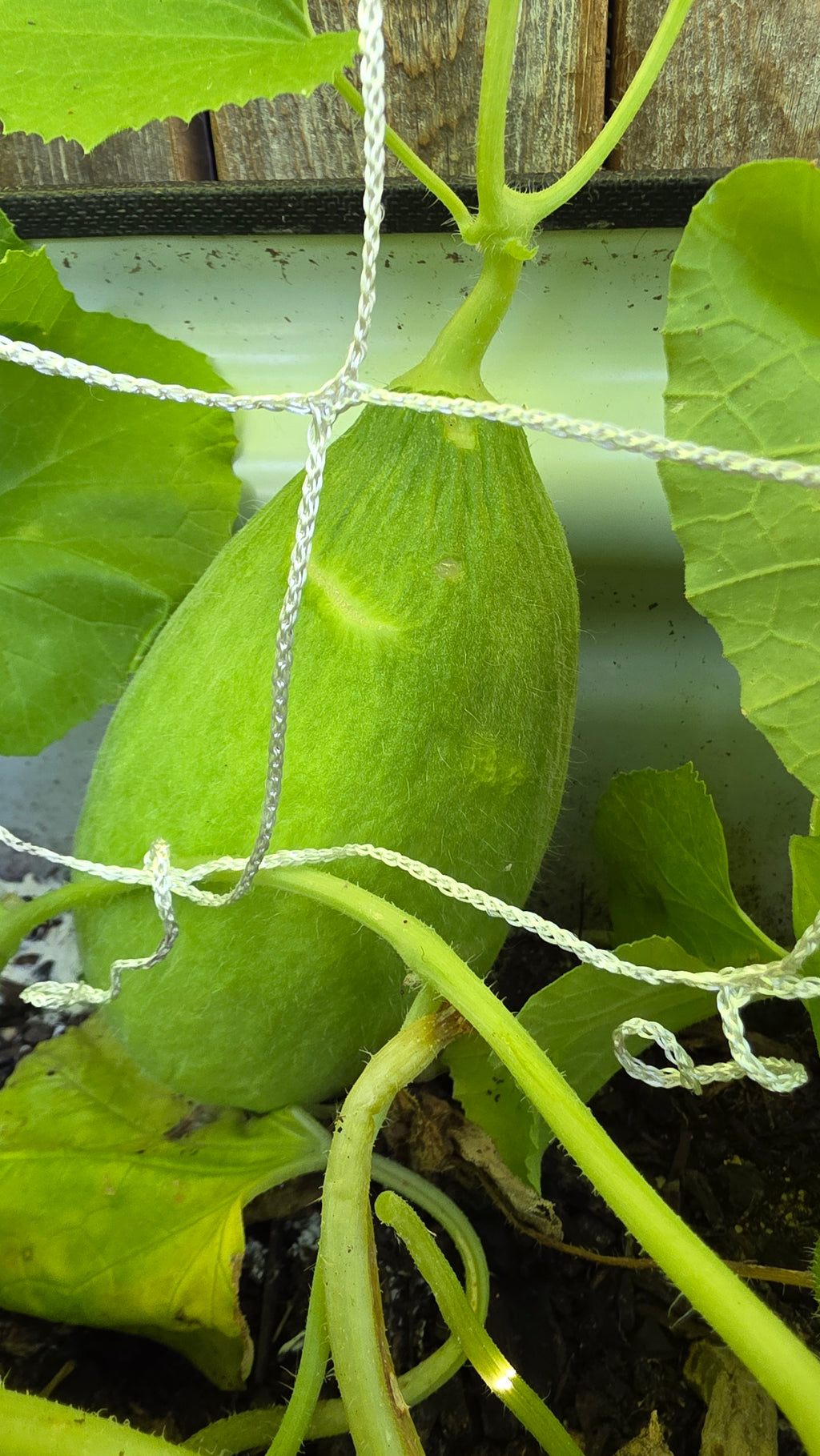 Carosello Fasano (Cianciuffo) Cucumber Melon Seeds