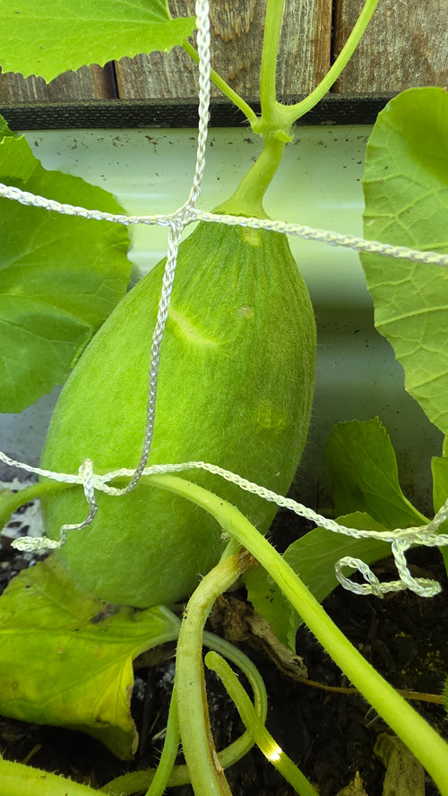 Carosello Fasano (Cianciuffo) Cucumber Melon Seeds