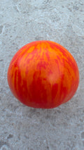 Tiny Tiger Micro Dwarf Tomato Seeds|بذور طماطم تايني تايغر القزمية المصغرة