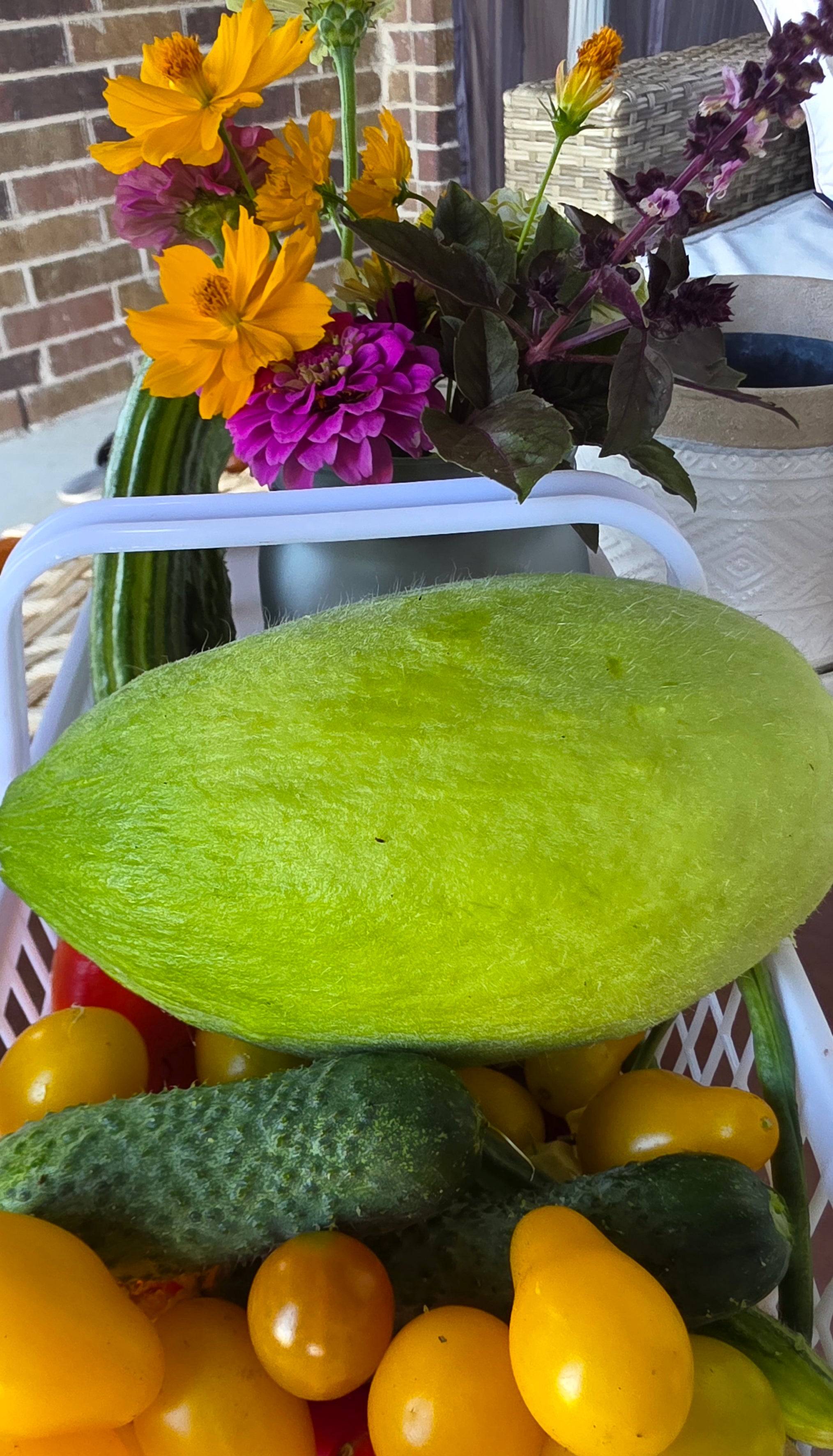 Carosello Fasano (Cianciuffo) Cucumber Melon Seeds
