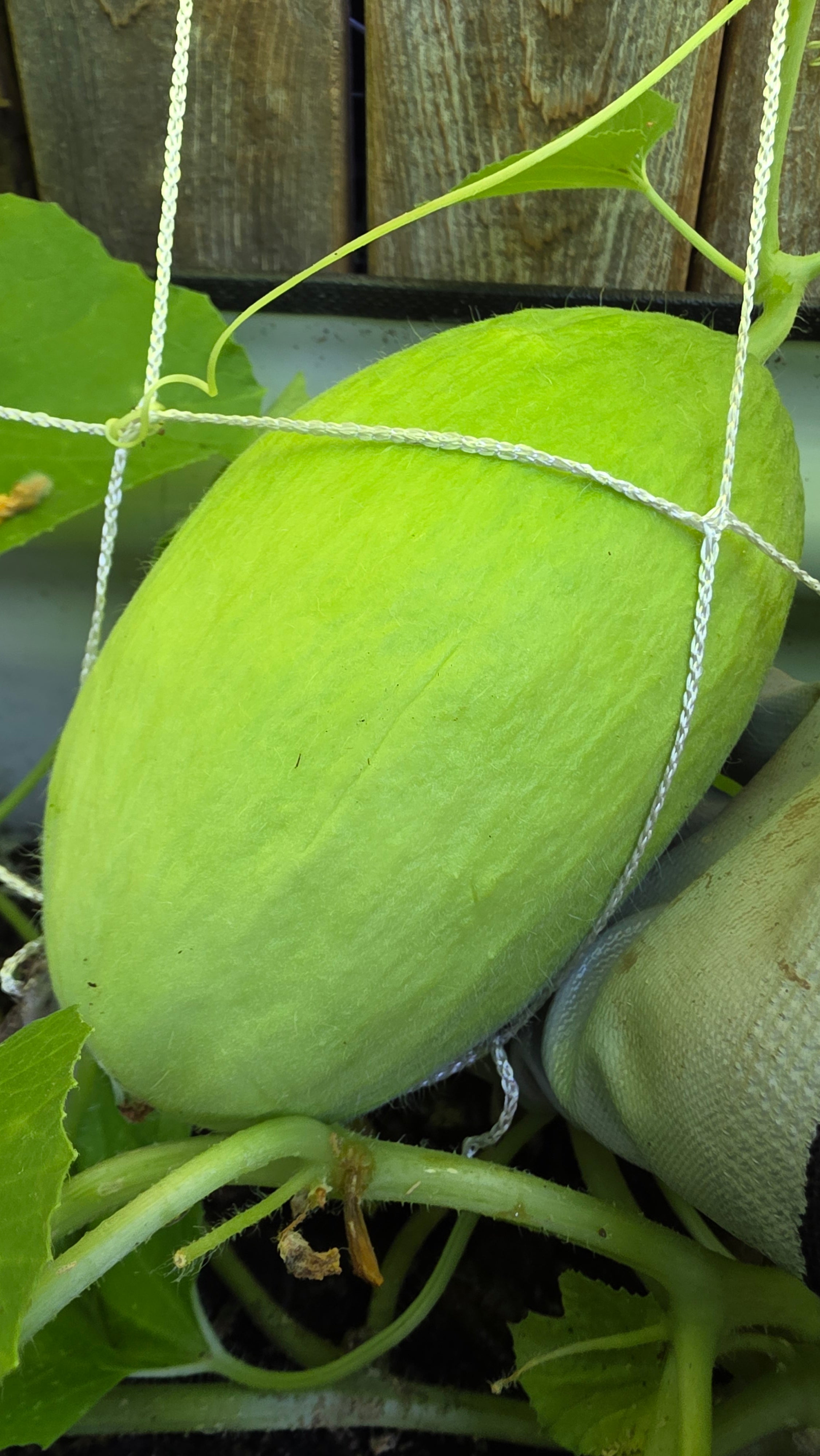 Carosello Fasano (Cianciuffo) Cucumber Melon Seeds