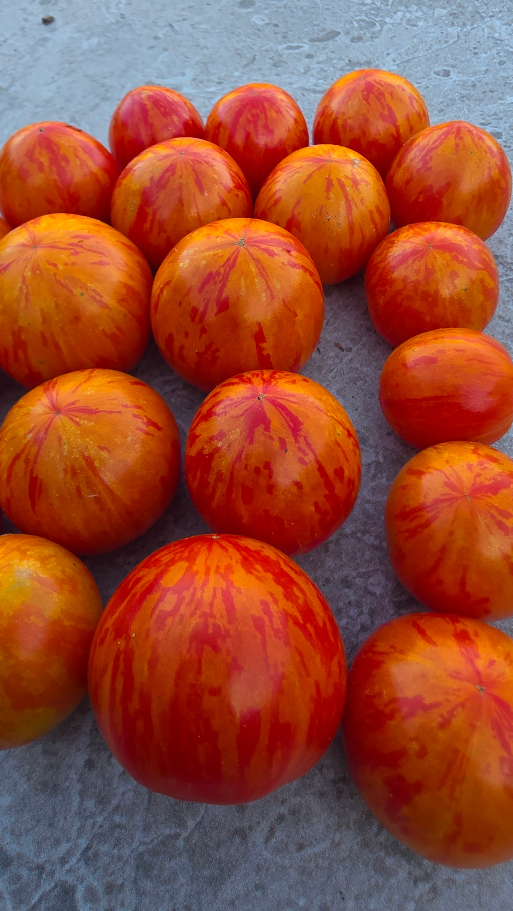 Tiny Tiger Micro Dwarf Tomato Seeds|بذور طماطم تايني تايغر القزمية المصغرة