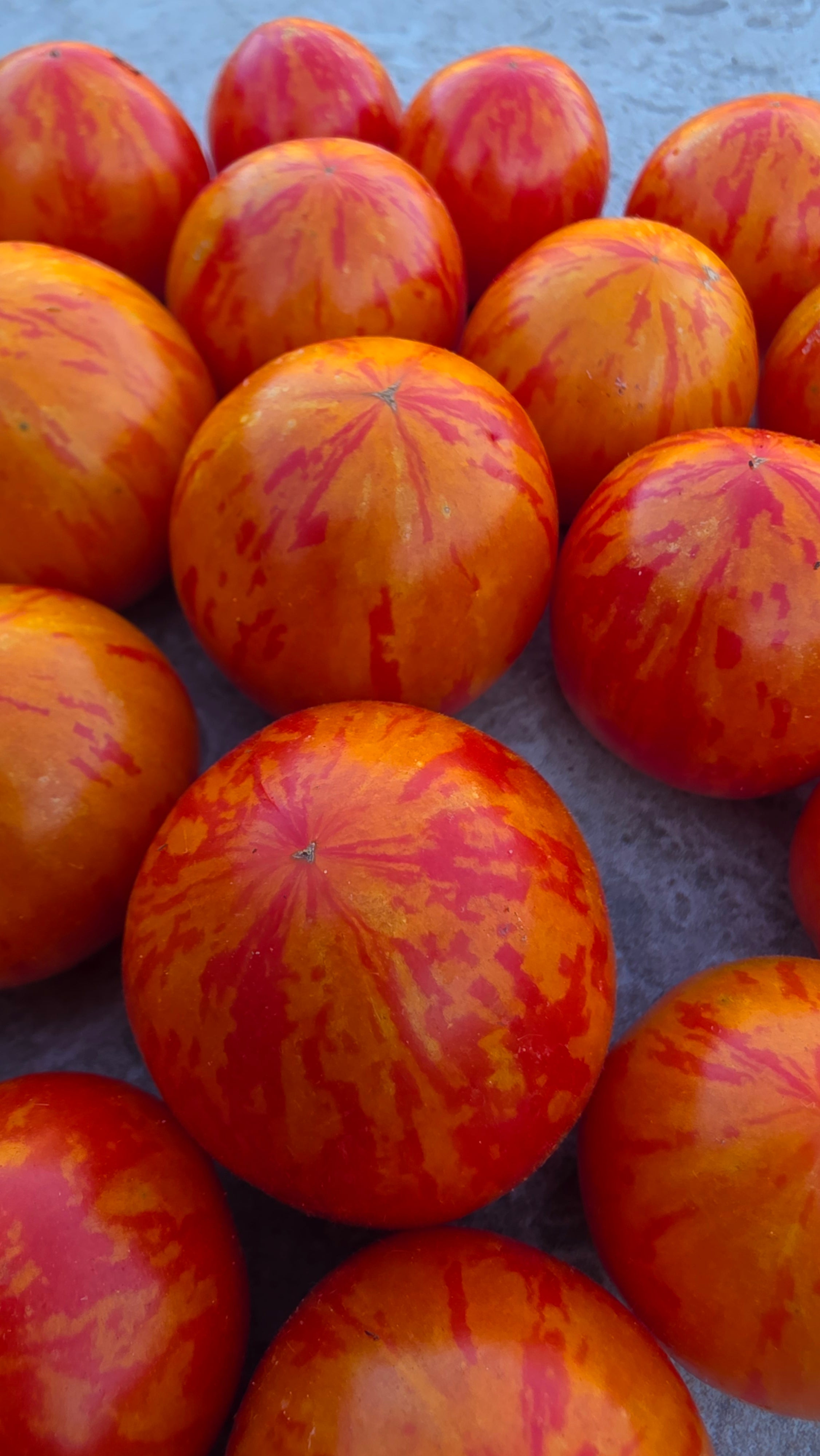 Tiny Tiger Micro Dwarf Tomato Seeds|بذور طماطم تايني تايغر القزمية المصغرة