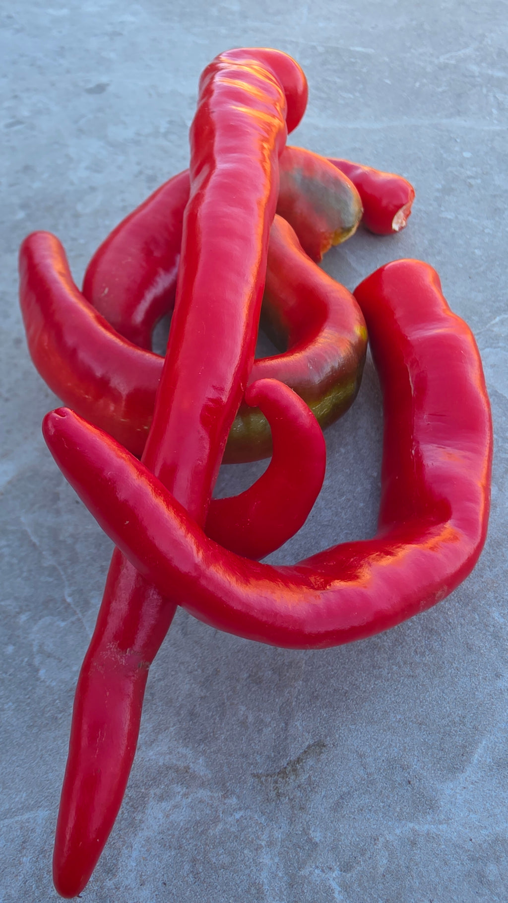 بذور فلفل جيمي نارديلو العضوية Organic Jimmy Nardello Pepper Seeds